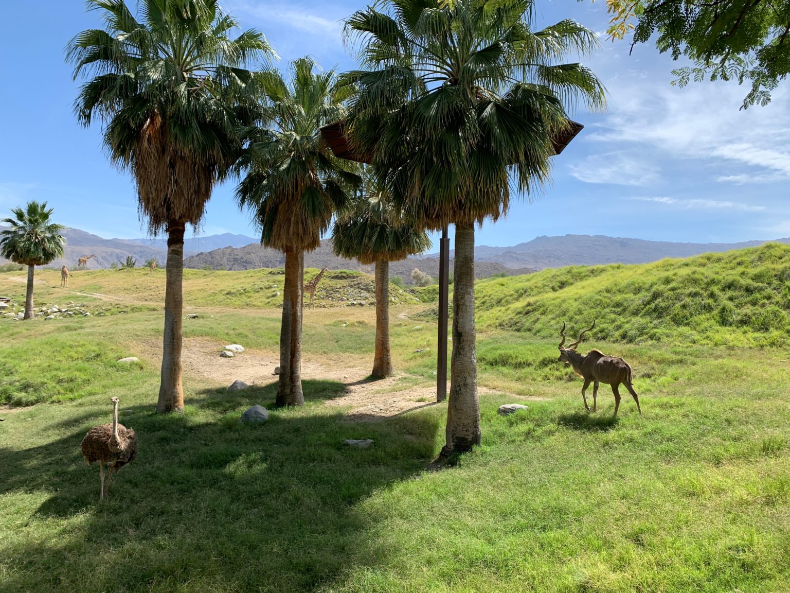 Visiting The Living Desert Zoo Gardens Palm Springs CA Flying High   IMG 0366 1536x1152 