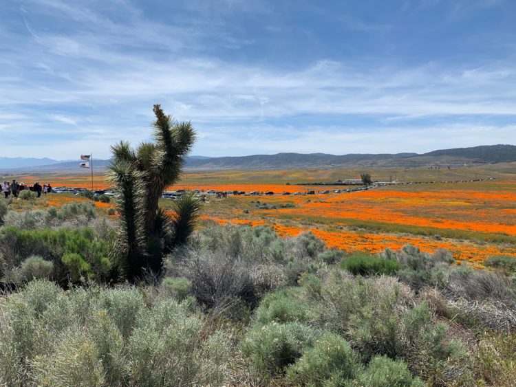 Visiting And Hiking The Antelope Valley California Poppy Reserve During