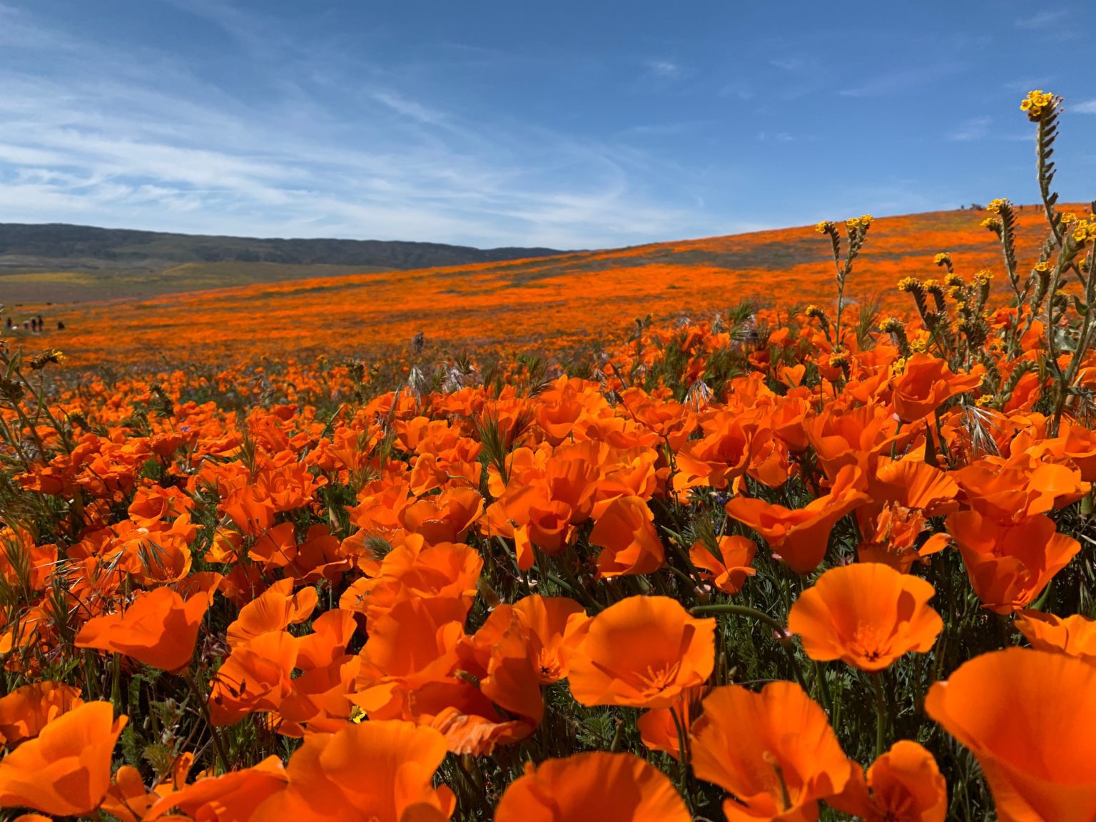 Visiting And Hiking The Antelope Valley California Poppy Reserve During