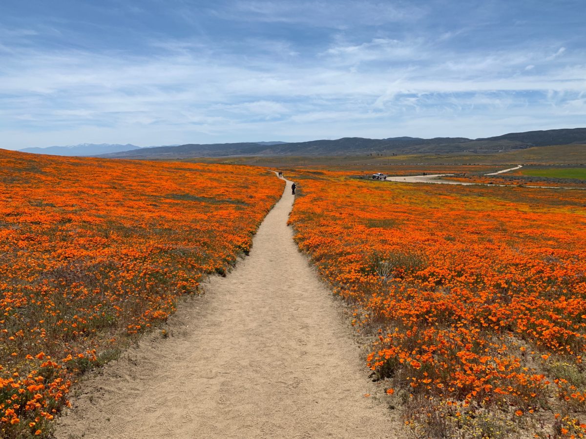 Visiting And Hiking The Antelope Valley California Poppy Reserve During